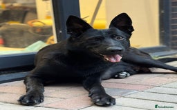 German Shepherd dogs for sale: Black Working Line German Shepherd Puppies - Image 13