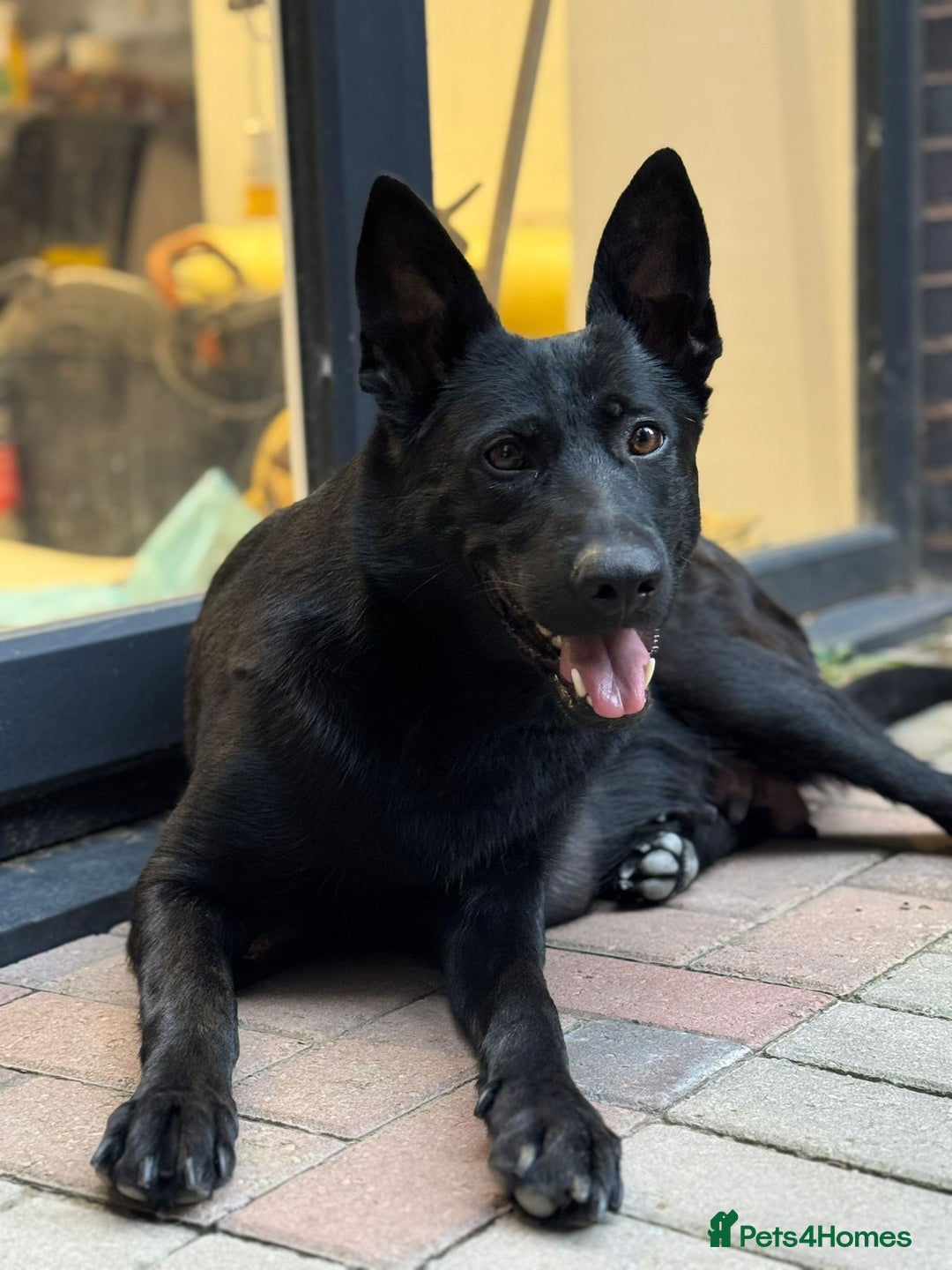 German Shepherd dogs for sale: Black Working Line German Shepherd Puppies - Image 13