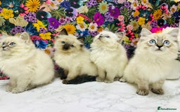 Ragdoll cats for sale: Beautiful Ragdoll Kittens  - Image 8