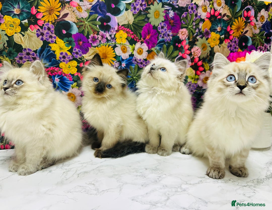 Ragdoll cats for sale: Beautiful Ragdoll Kittens  - Image 8
