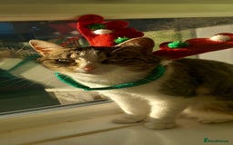 British Shorthair cats for sale: One female kitten available  - Image 2