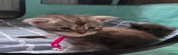 Maine Coon cats for sale: Maine coon kittens  - Advert 11