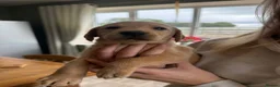 Labrador Retriever dogs for sale: Fantastic litter of working Labradors  - Advert 9