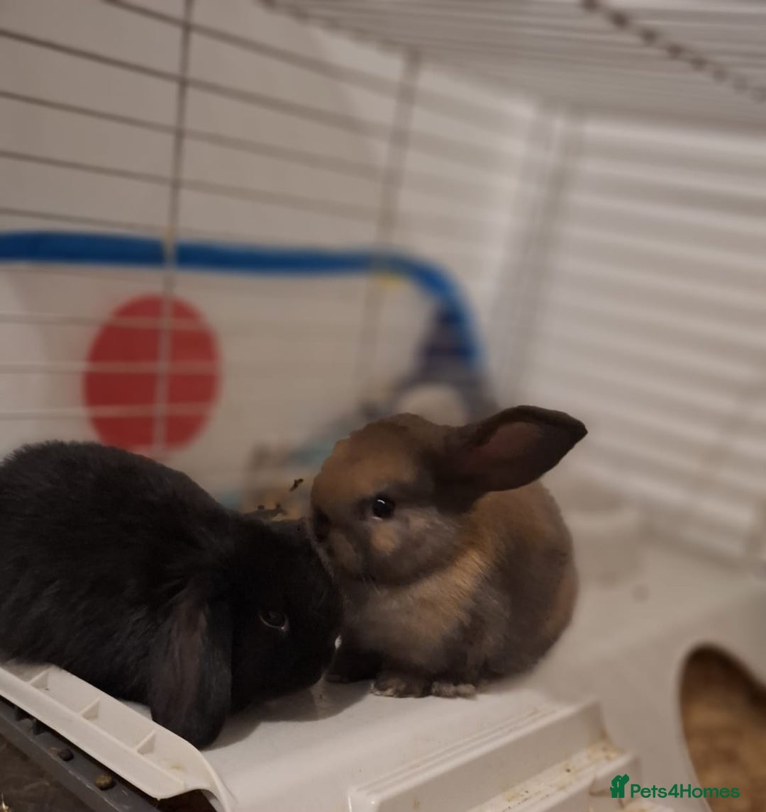 Mini Lop rabbits for sale: Mini Lops - Advert 9