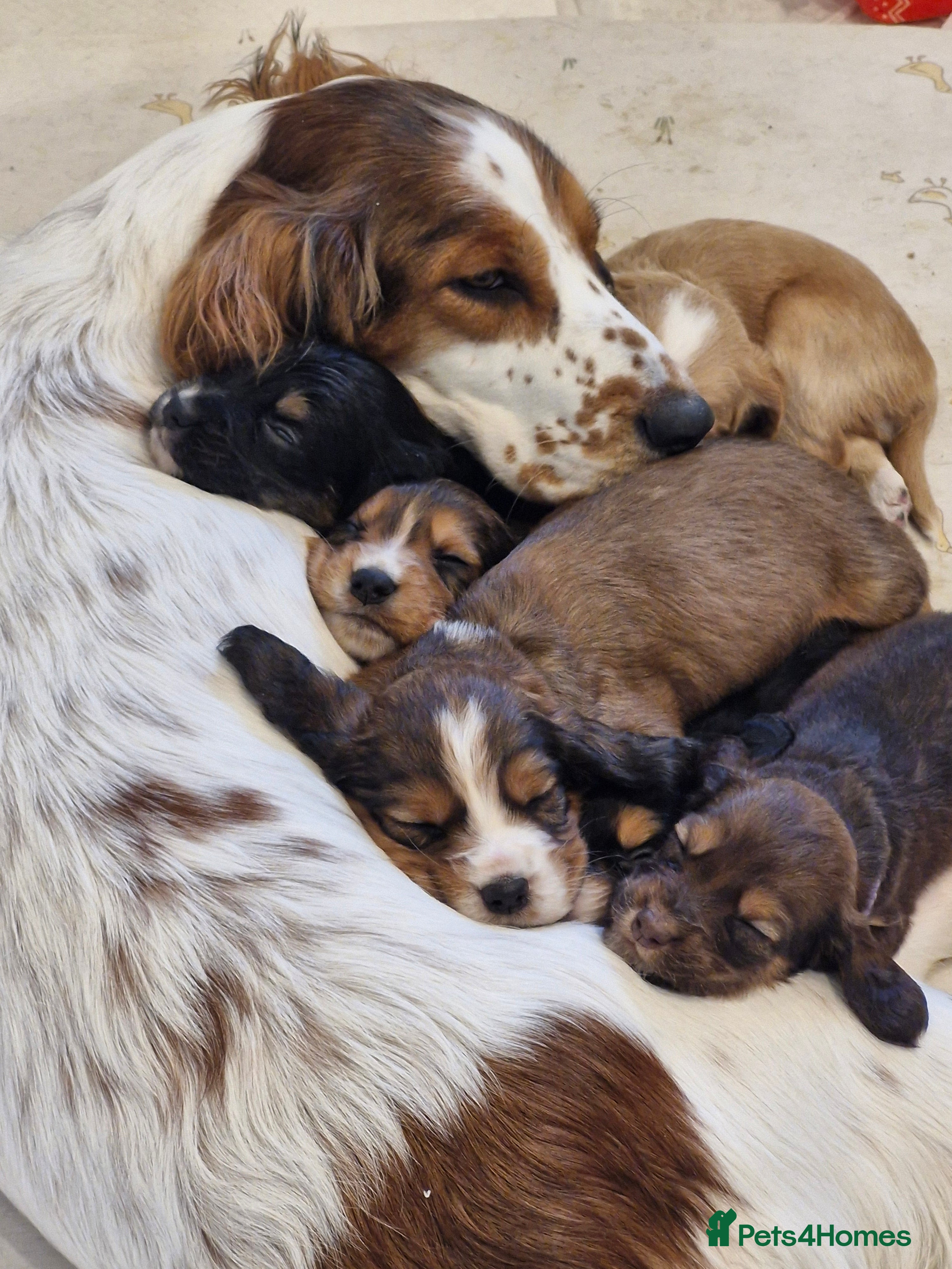 Sprocker dogs 🐾 Beautiful Sprocker Spaniel Puppies – £1000 🐾 - Advert 2