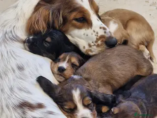 Sprocker dogs 🐾 Beautiful Sprocker Spaniel Puppies – £1000 🐾 - Advert 2