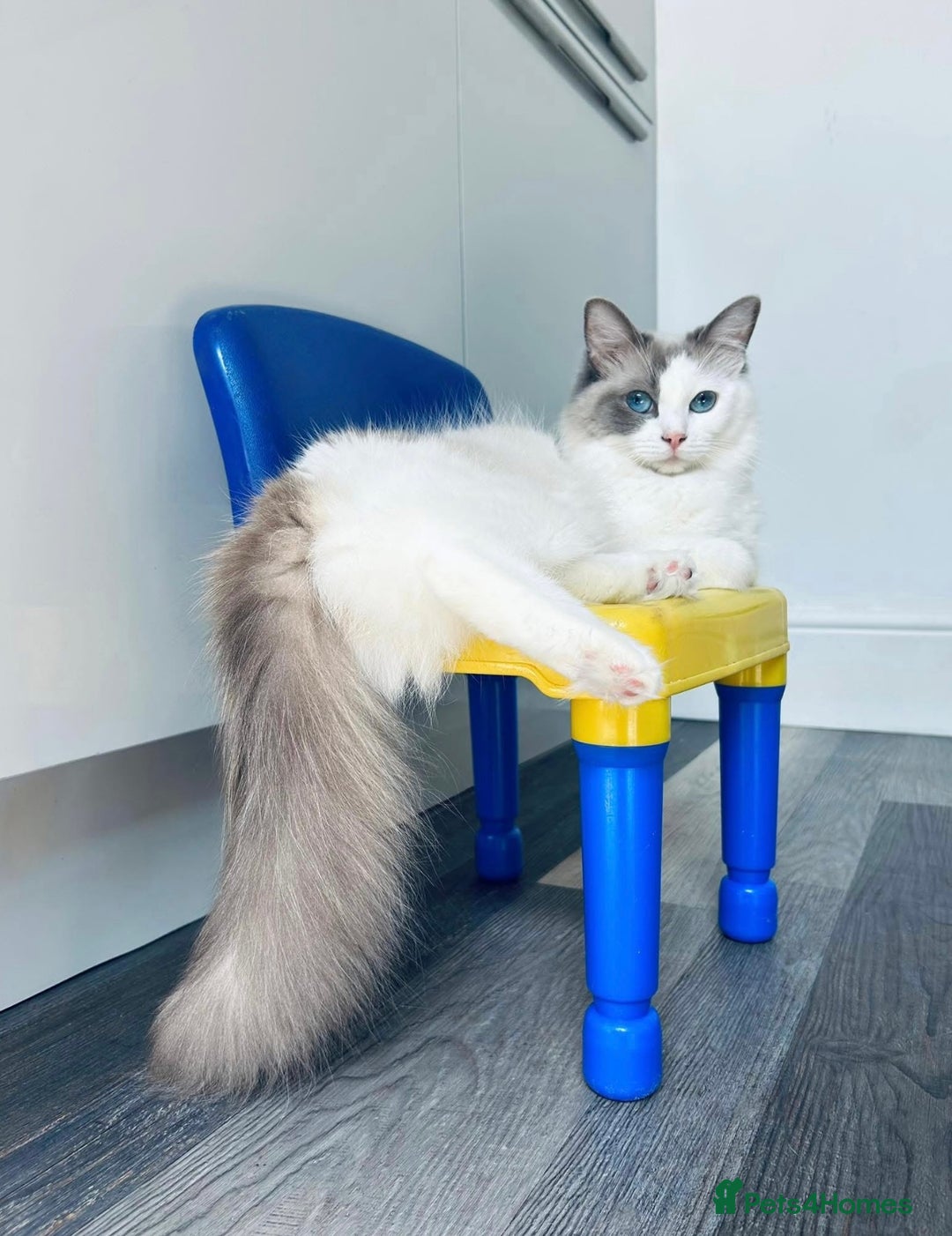 Ragdoll cats for sale: Gorgeous Male Ragdoll Kitten- Ready Now - Image 9