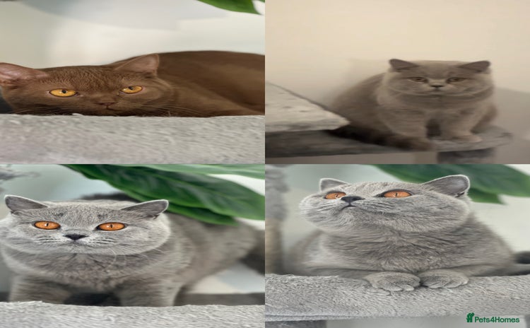 British Shorthair cats - Advert 1