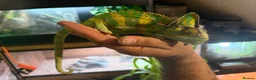 Chameleon reptiles for sale: CB Yemen / Veiled Chameleon Babies – Pied Mother - Advert 1