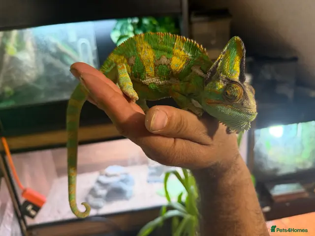 Chameleon reptiles for sale: CB Yemen / Veiled Chameleon Babies – Pied Mother - Advert 1