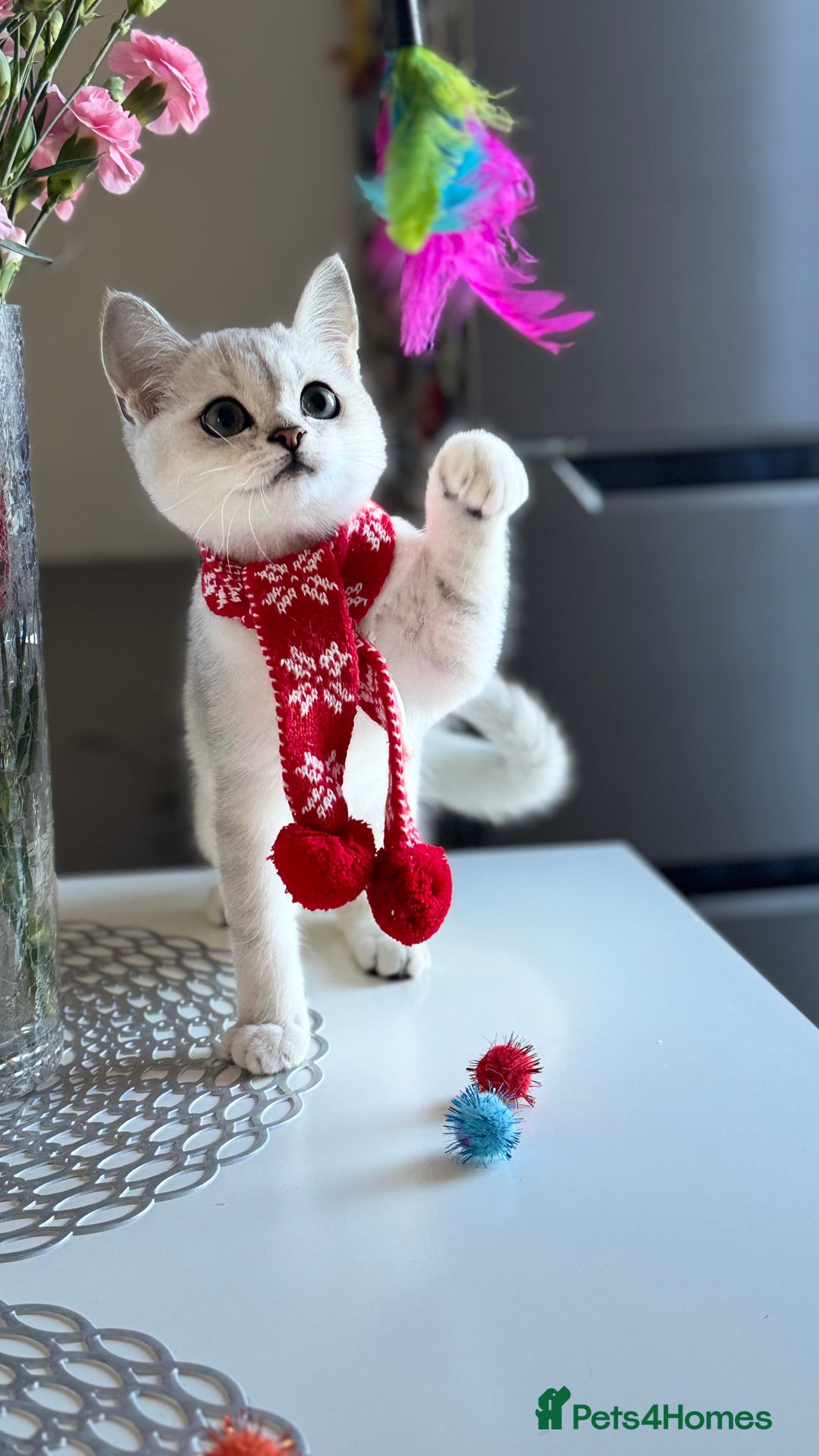 Scottish Fold cats for sale: Scottish Straight Boy - Image 17