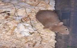 Hamster rodents for sale: Baby Syrian hamsters - Image 7