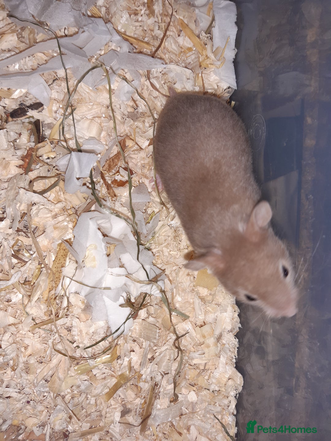 Hamster rodents for sale: Baby Syrian hamsters - Image 7