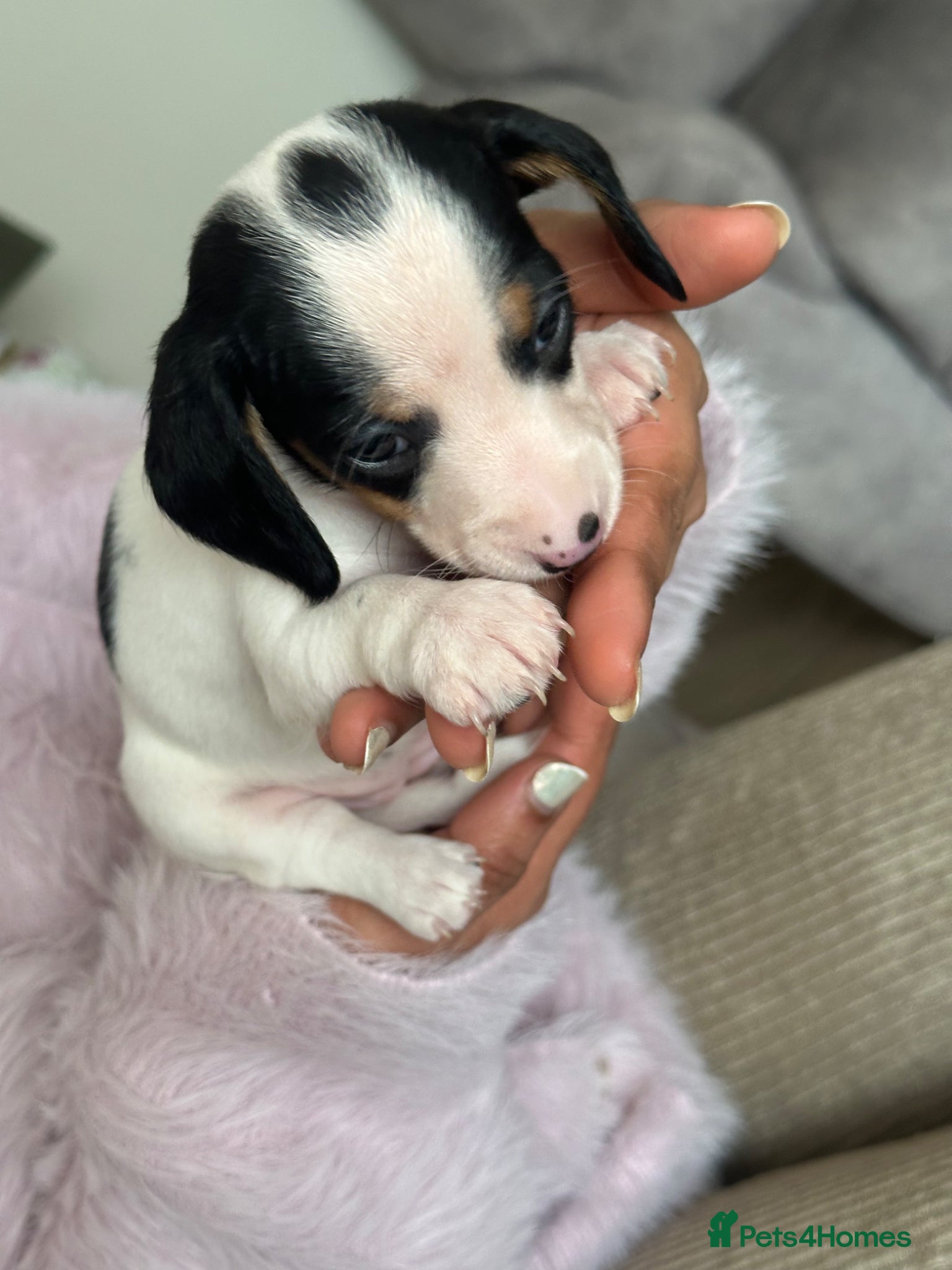 Miniature Dachshund dogs Miniature dachshund - Advert 13