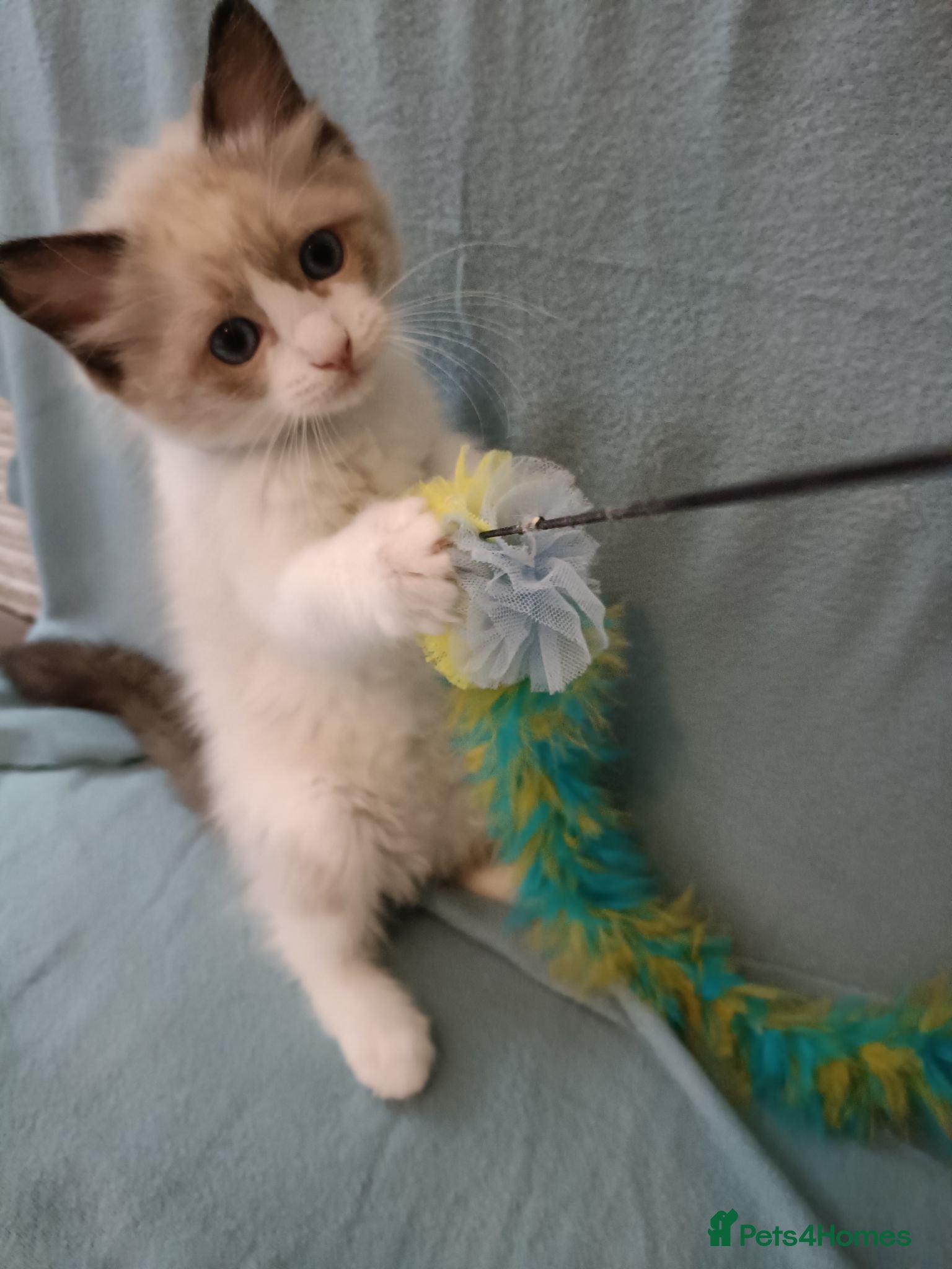 Ragdoll cats Kittens of Champion Status dad - Advert 4