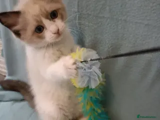 Ragdoll cats Kittens of Champion Status dad - Advert 4