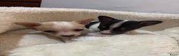 Mixed Breed dogs for sale: Adorable Jack Russel x Chihuahua puppies  - Advert 12