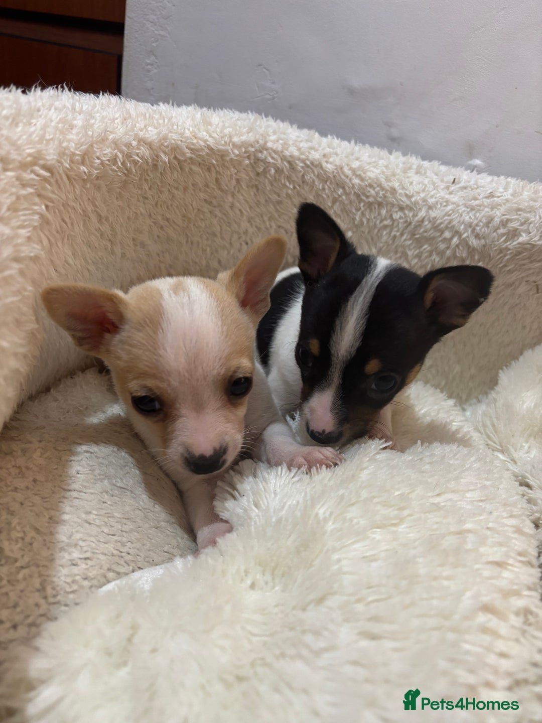 Mixed Breed dogs for sale: Adorable Jack Russel x Chihuahua puppies  - Advert 12