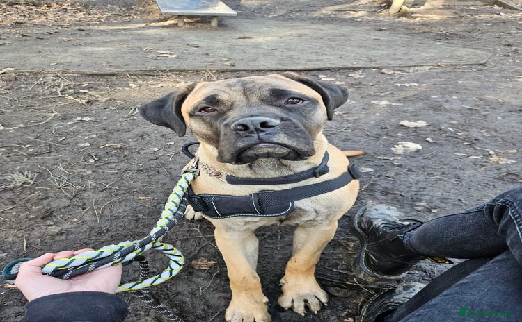 Bullmastiff dogs 16 month bullmastiff  - Advert 4