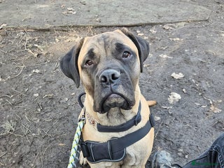 Bullmastiff dogs 16 month bullmastiff - Advert 2