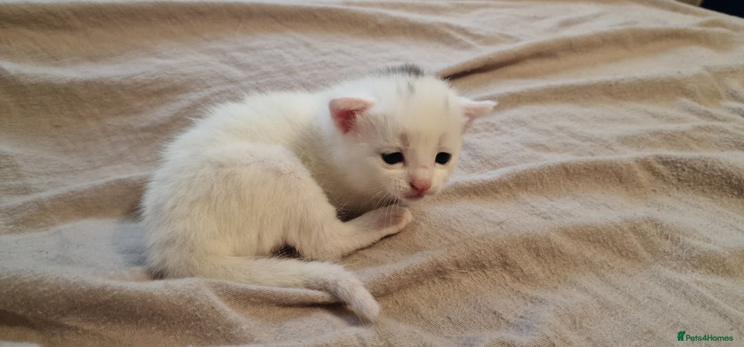Mixed Breed cats for sale: Adorable white kittens  - Image 18