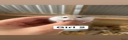 Hamster rodents for sale: 3 baby hamsters for sale (4 weeks old) - Advert 2