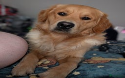 Golden Retriever dogs for stud: Fully Health & Sperm Tested KC Golden Retriever in Saltcoats - Image 1