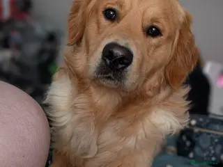 Golden Retriever dogs Fully Health Tested KC Golden Retriever in Saltcoats - Advert 8