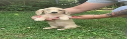 Dachshund dogs for sale: Kc registered miniature cream long hair puppies - Advert 3