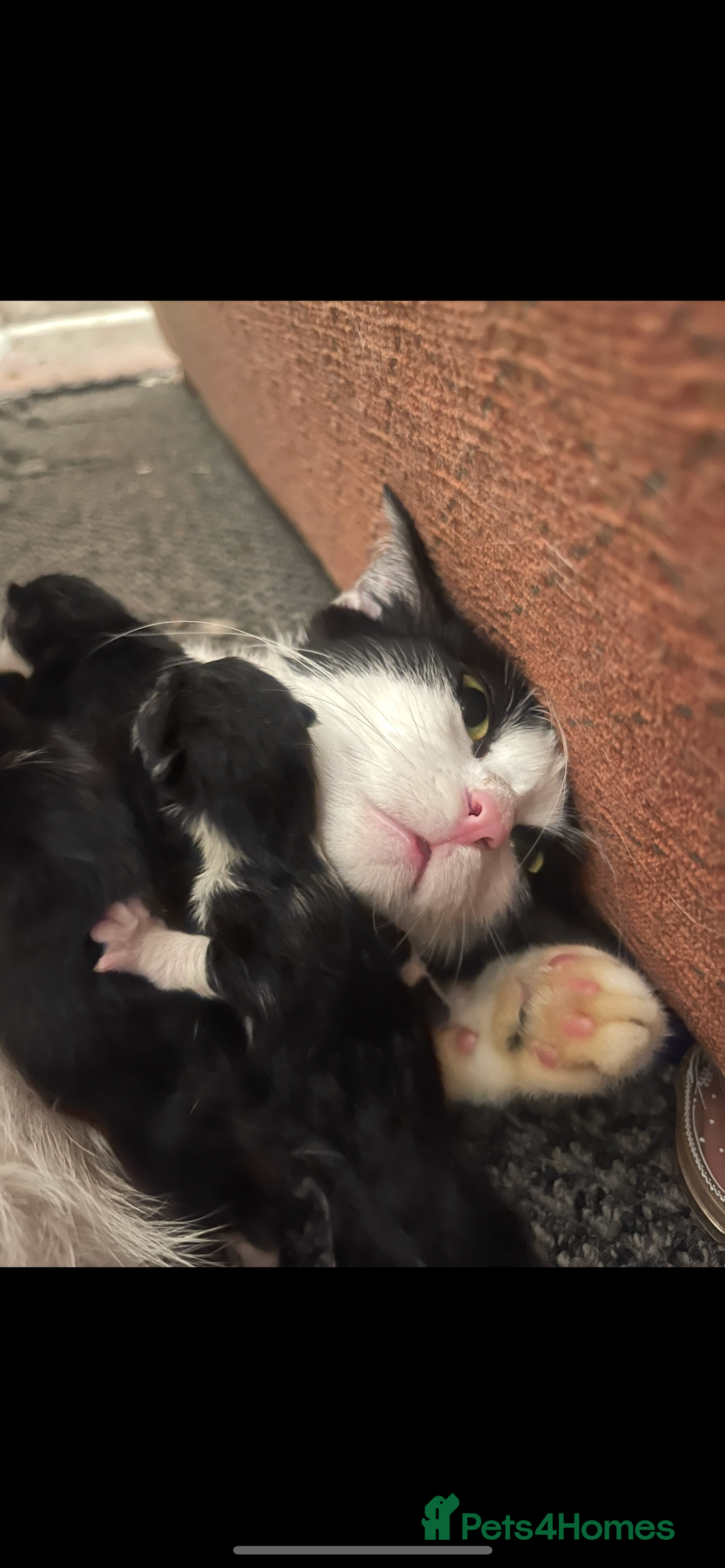 Mixed Breed cats for sale: Sweet Kittens Looking for Loving Homes - Advert 13