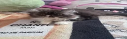 Persian cats for sale: Very beautiful Persian cat - Advert 2