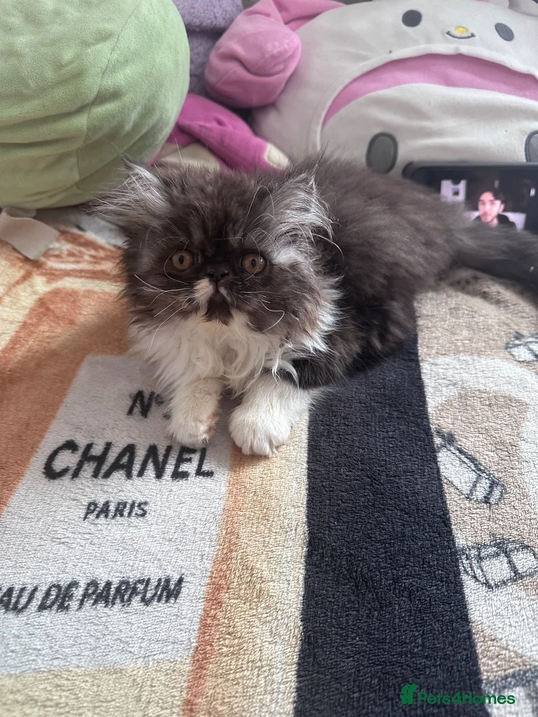 Persian cats for sale: Very beautiful Persian cat - Advert 2