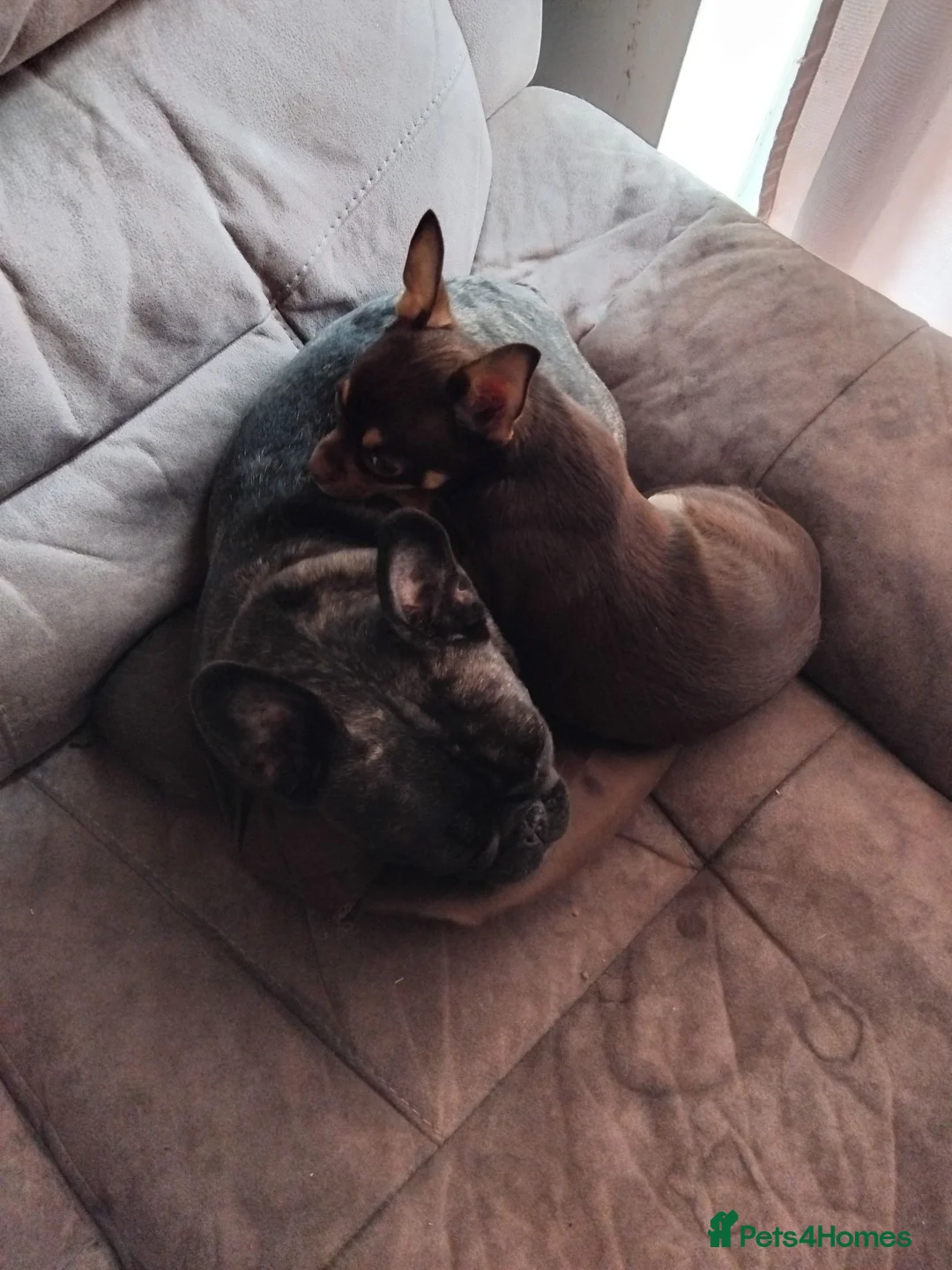 Mixed Breed dogs for sale: 1 girl left black  in Huddersfield - Advert 1