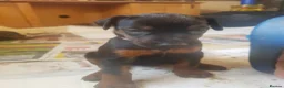 Dobermann dogs for sale: Adorable Doberman puppies  - Advert 26
