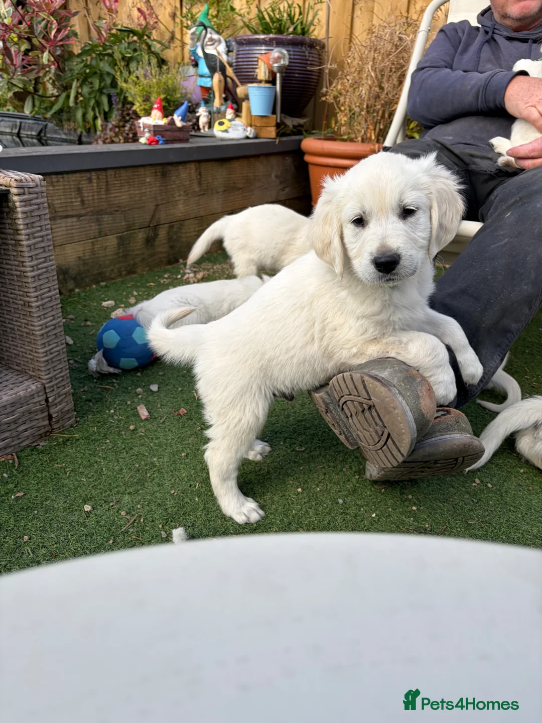 Golden Retriever dogs for sale: 1 KC REGISTERED BOY PUP LEFT - Advert 2