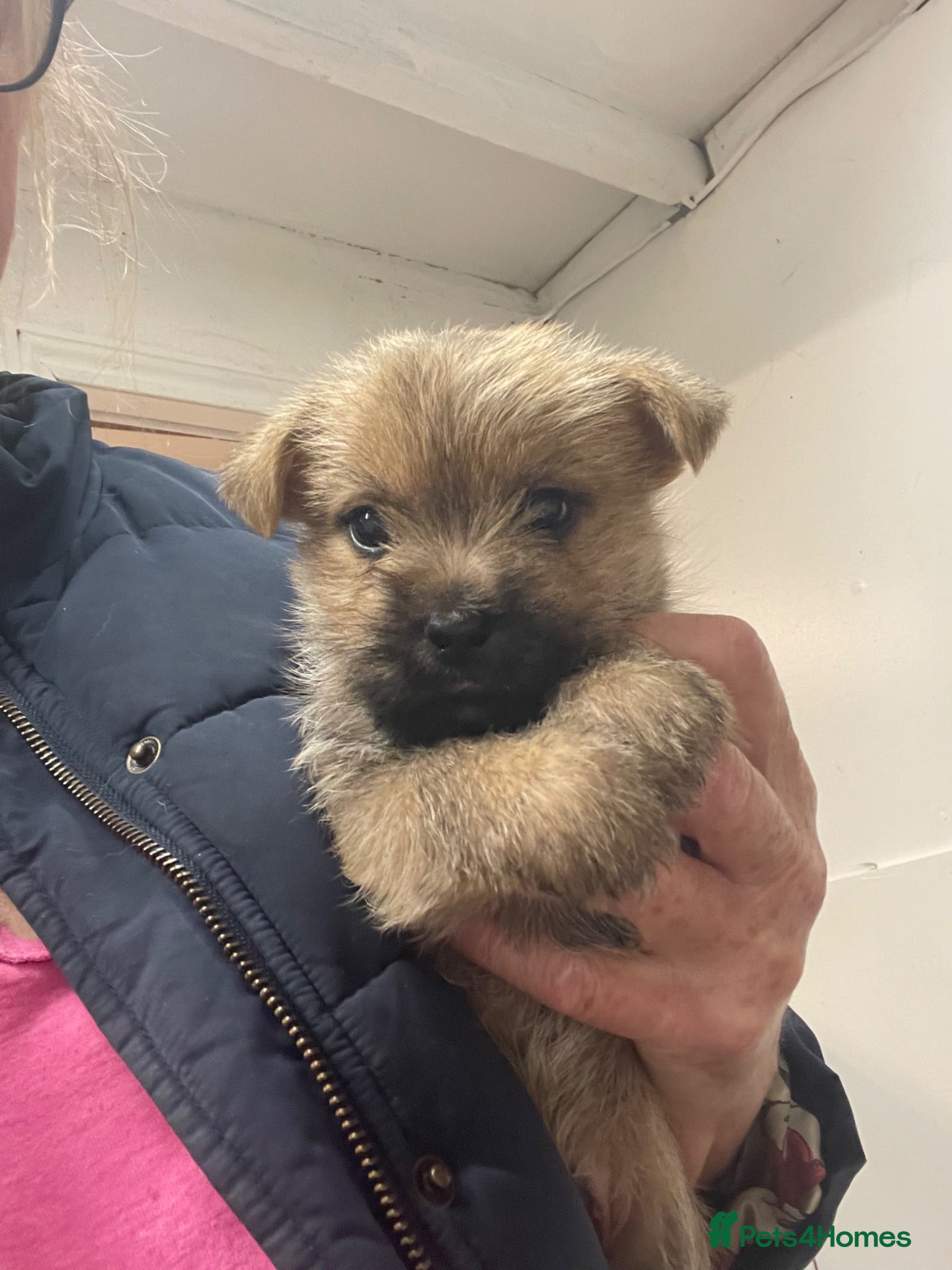 Cairn Terrier dogs Quality KC Reg Cairn Terrier pups  - Advert 5