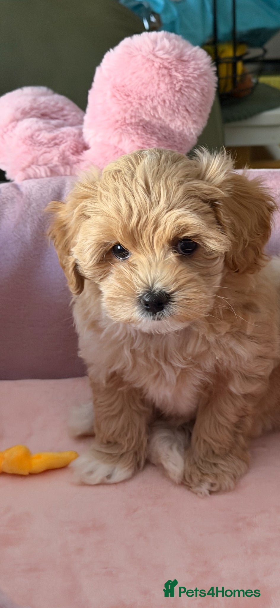Maltipoo dogs Maltipoo Puppies for sale  - Advert 2