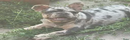 French Bulldog dogs for sale: QUALITY HEALTH TESTED FRENCH BULLDOG PUPPIES  - Advert 10