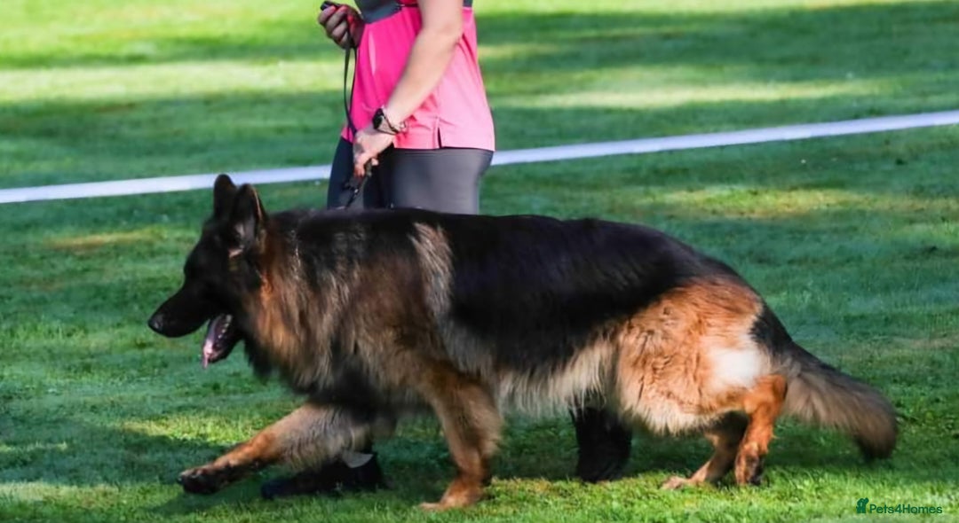 German Shepherd dogs for sale: TOP QUALITY LINES GSD PUPS AVAILABLE NOW - Image 11
