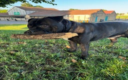 Mixed Breed dogs for stud: STAFFORDSHIRE BULL TERRIER MIX FOR STUD - Image 9