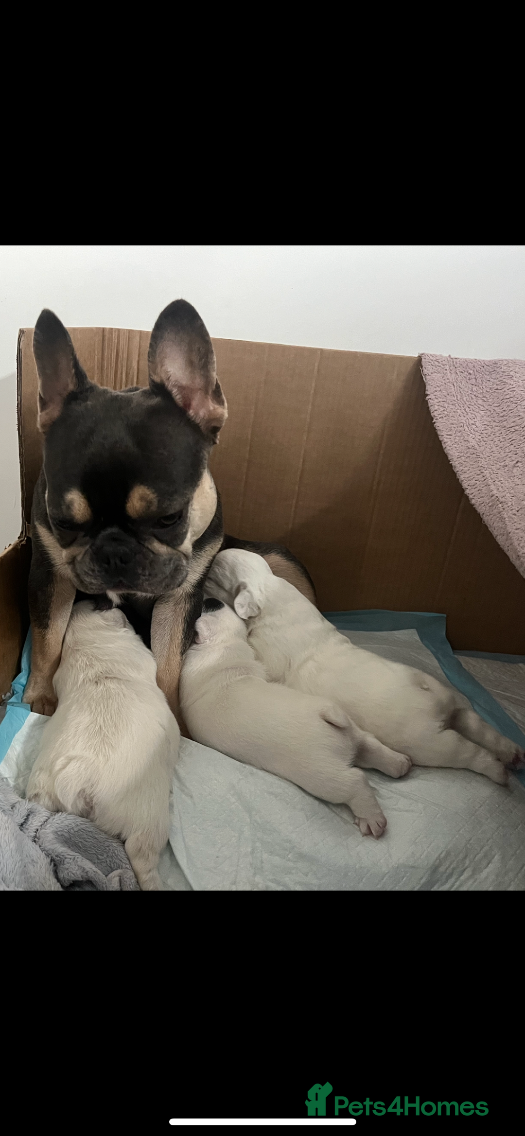 French Bulldog dogs for sale: Fluffy French Bulldogs - Image 5
