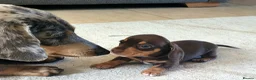 Miniature Dachshund dogs for sale: 4 x Beautiful miniature dachshunds  in Faringdon - Advert 5