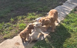 Cocker Spaniel dogs for sale: 2 beautiful working cocker spaniel pups  - Image 25