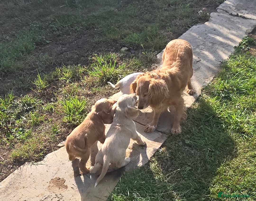 Cocker Spaniel dogs for sale: 2 beautiful working cocker spaniel pups  - Image 25