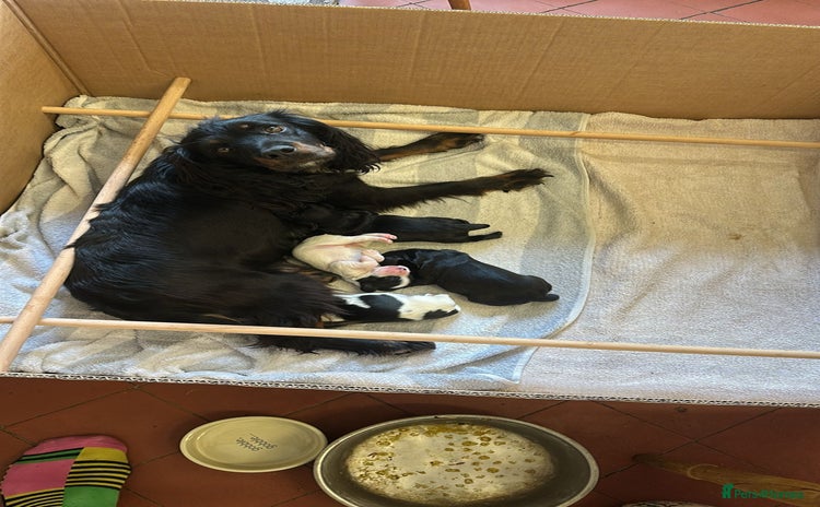 Cocker Spaniel dogs Cocker Spaniel Puppies for sale  - Advert 1