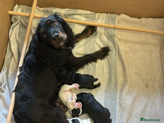 Cocker Spaniel dogs for sale: Cocker Spaniel Puppies for sale - Advert 1