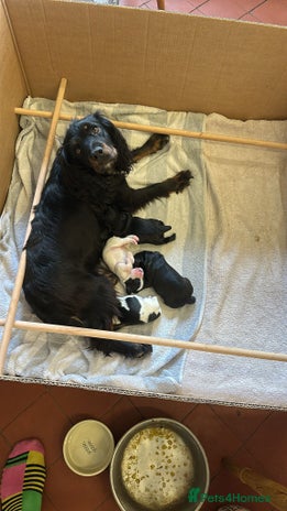 Cocker Spaniel dogs Cocker Spaniel Puppies for sale - Advert 1