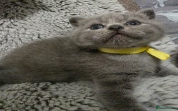 British Shorthair cats for sale: Beautiful BSH Kittens  - Advert 28