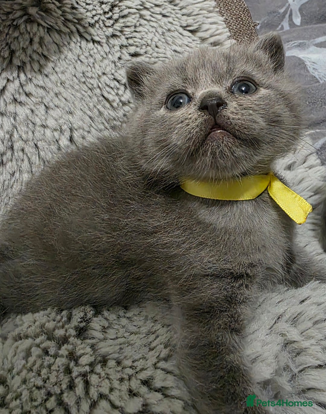 British Shorthair cats for sale: Beautiful BSH Kittens  - Advert 28