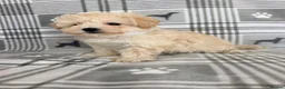 Maltipoo dogs for sale:  BEAUTIFUL LICENSED-BRED MALTIPOOS READY SOON 💖 - Advert 7